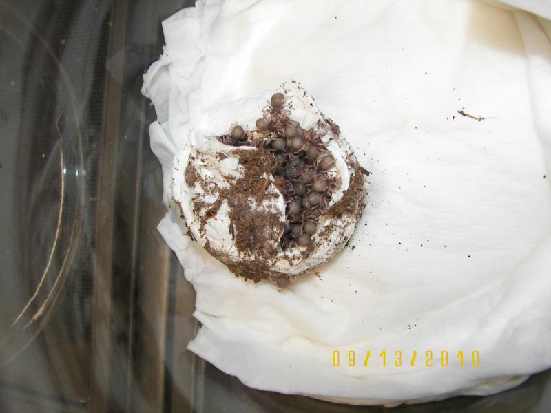 First instar GBB slings