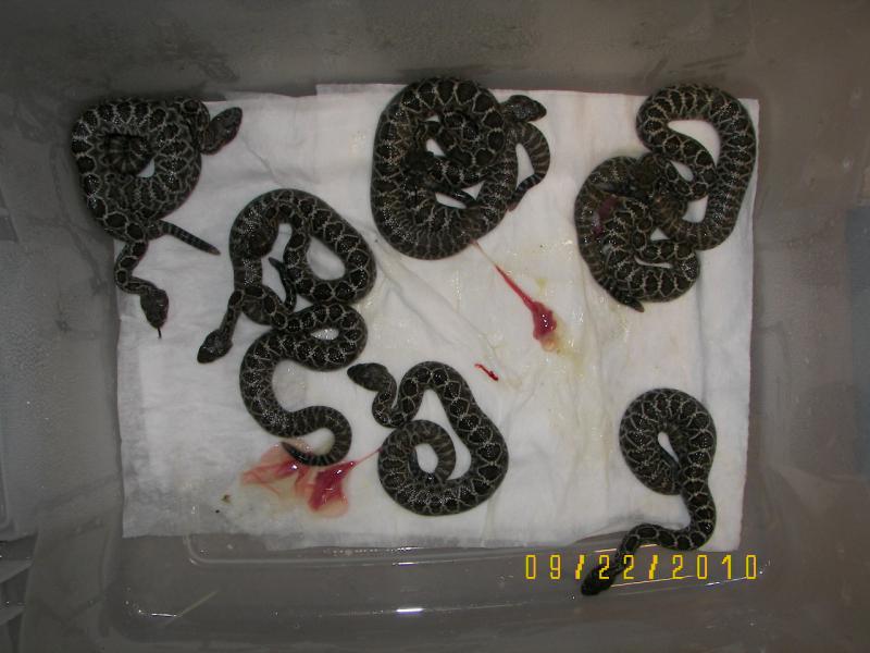 Baby Eastern Western Crosses