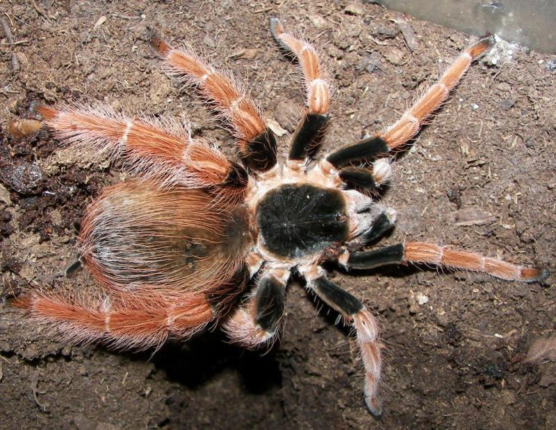 Megaphobema robustum