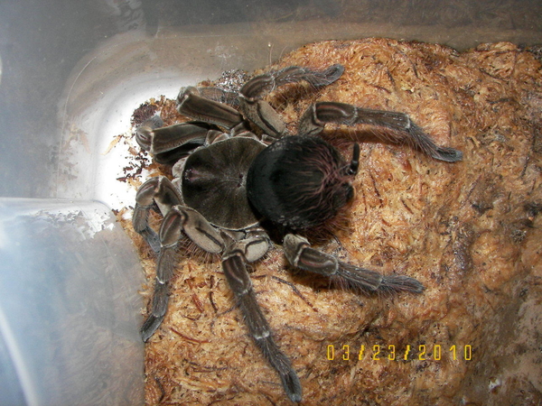 T. Blondi Female