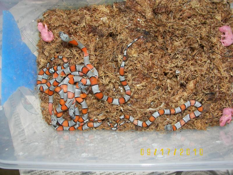 Greyband hatchlings 2010