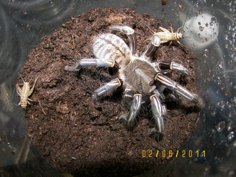 Thai Zebra Haplopelma albostriatum