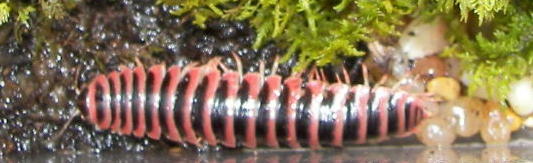 red sided millipede